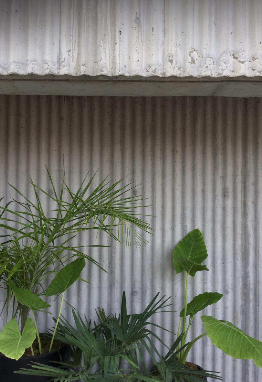 La propuesta paisajística superpone texturas y tonalidades de verde a las paredes del edificio.