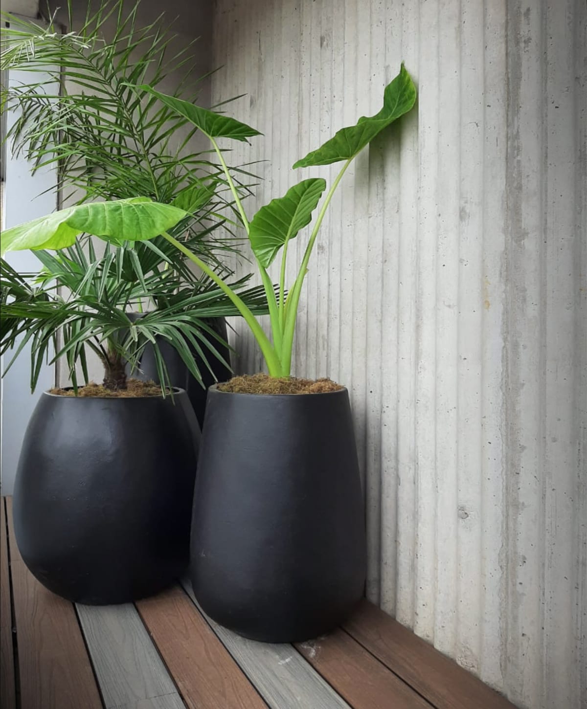 Las plantas elegidas se adaptan bien a las macetas de hormigón pintado de negro, con variedad de siluetas y alturas.